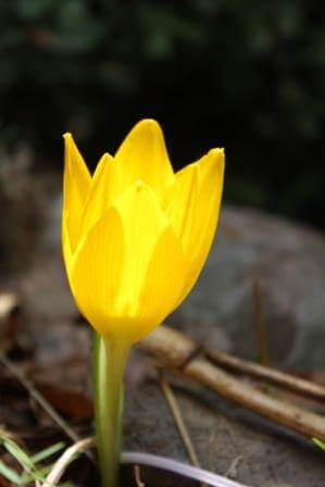 החלמונית (צילום תהילה צרפתי)