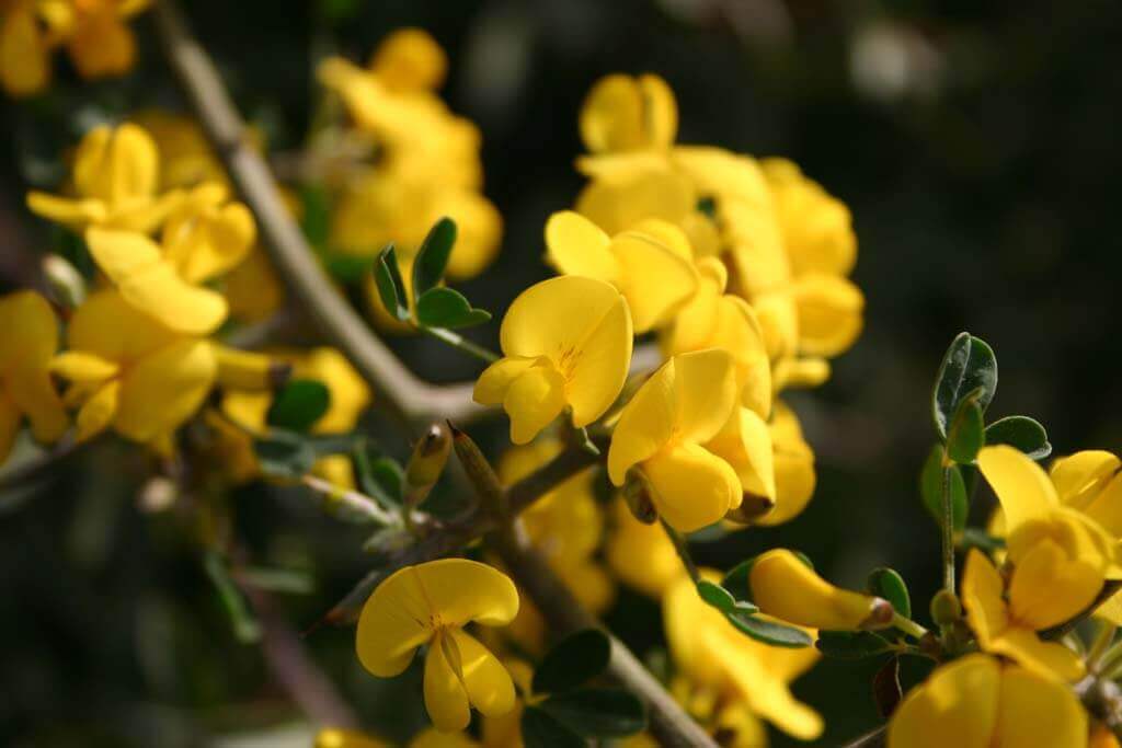 פריחת הארזרח בנאות קדומים, צילום: יח"צ
