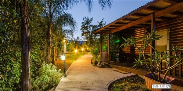 בינות תמרים