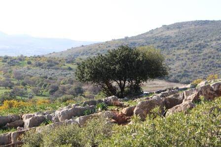 ירוק ופורח סביב לימן, צילום רועי קופרמן