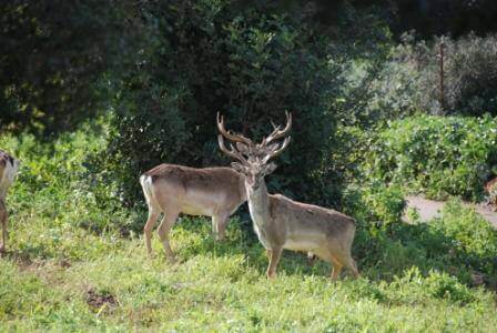היחמור והחבר (צילום בן רוזנברג)