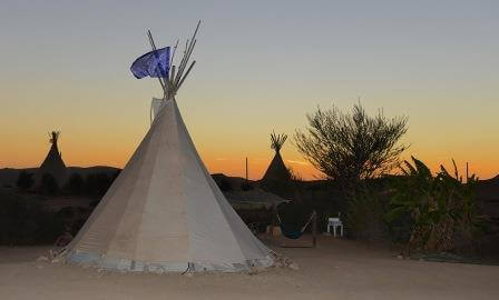 אורחן זית במדבר (צילום שיקה איתן)