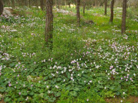 פריחה אחרי הגשם (צילום דנה נמדר)