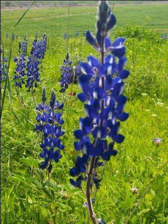 התורמוסים ( צילום דנה נמדר)