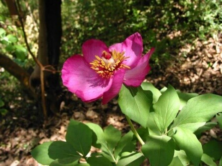 האדמונית (צילום דורון ניסים)