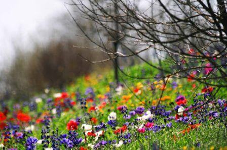 פריחה בכל הצפון (צילום דורון ניסים)