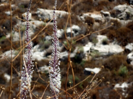 החצב (צילום יח"צ)