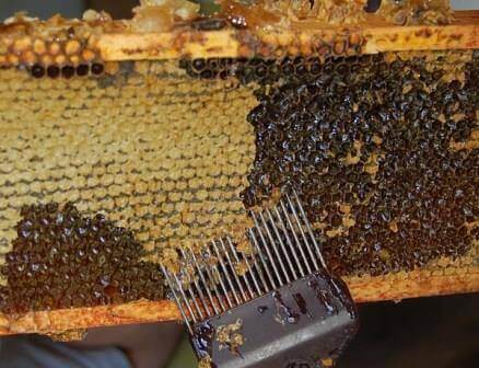 יצור עצמאי של דבש