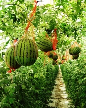 שוק האיכרים בערבה - אבטיחים תלויים באוויר