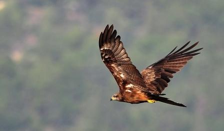 יפות יפות, עפות עפות (צילום אשחר בצר)