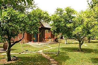 אשכולית בקתות עץ בפרדס