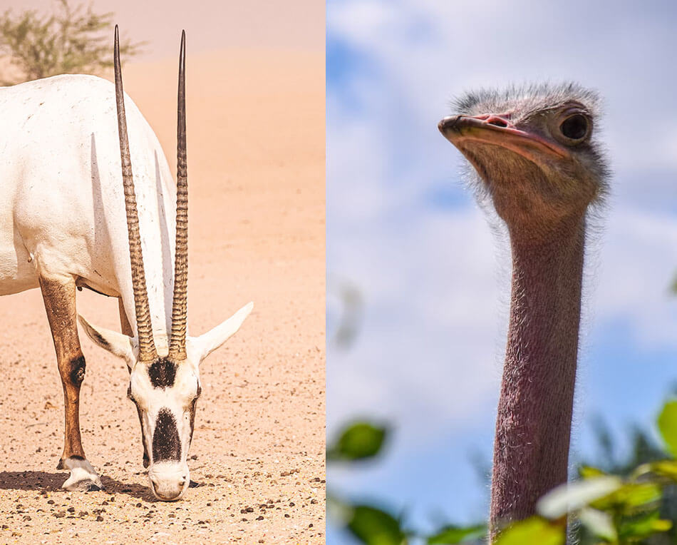  שמורת טבע חי-בר