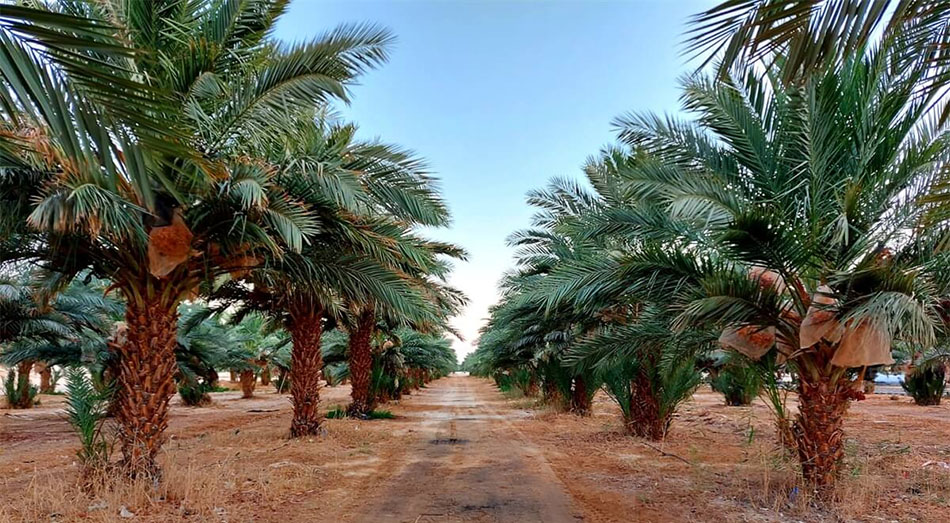  התמרים של שושני – עין תמר 